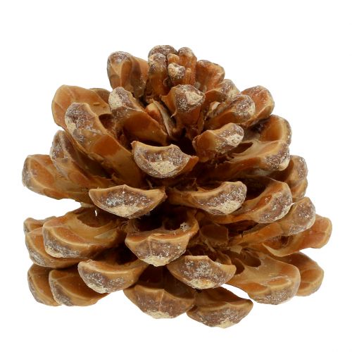Article Pommes de pin Pinus Pinea cônes crème mixte 5-18cm 25p