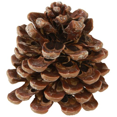 Article Pinus Pinea Pommes de Pin Moyennes Naturel 8-10cm 50 pcs