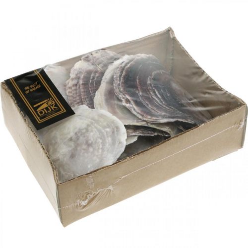 Floristik24 Coquilles de Capiz, Coquilles de Palourdes Naturelles, Articles Naturels Couleur Perle, Violet 4–16cm 430g