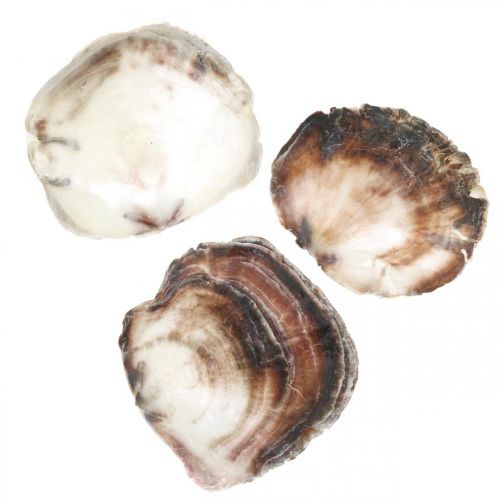 Coquilles de Capiz, Coquilles de Palourdes Naturelles, Articles Naturels Couleur Perle, Violet 4–16cm 430g