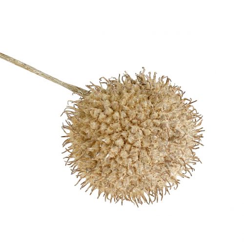 Floristik24 Platanes blanchis 250g