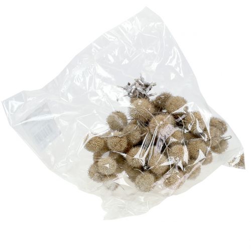 Floristik24 Platanes blanchis 250g