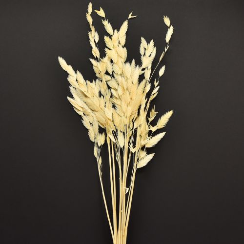 Herbe à épis plats Chasmantium Champagne 70 cm 10 pièces