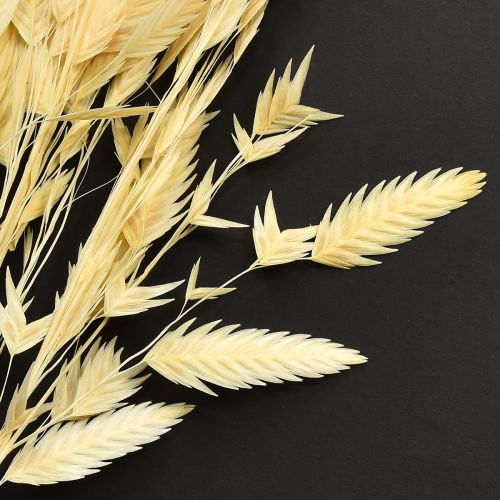 Article Herbe à épis plats Chasmantium Champagne 70 cm 10 pièces