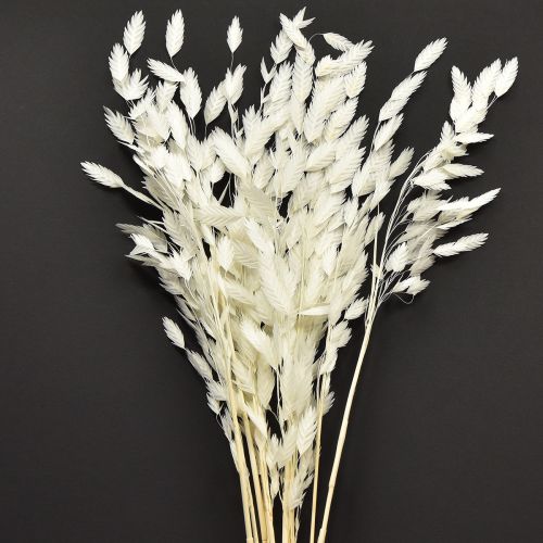 Herbe sèche à épis plats Chasmantium White 70 cm 10 pièces