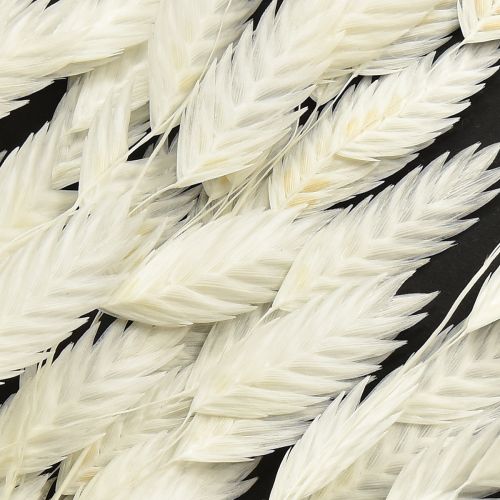 Article Herbe sèche à épis plats Chasmantium White 70 cm 10 pièces