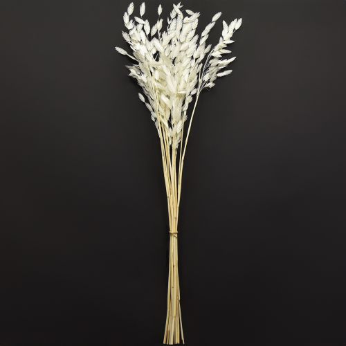 Article Herbe sèche à épis plats Chasmantium White 70 cm 10 pièces