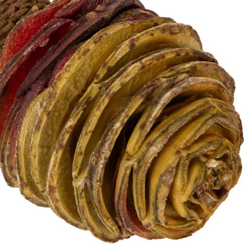 Article Platyspermum Cream 1-3, 50 têtes