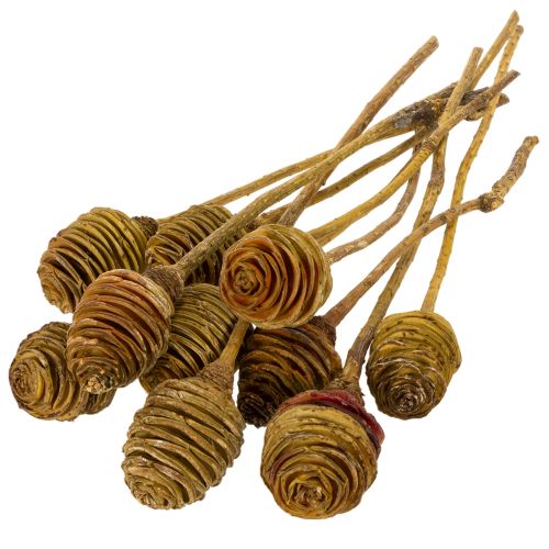 Article Platyspermum Cream 1-3, 50 têtes