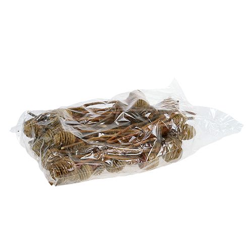 Article Platyspermum Crème 1-3, 50 têtes