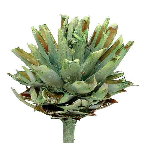 Article Plumosum séché givré vert Déco de plantes exotique 25 pcs