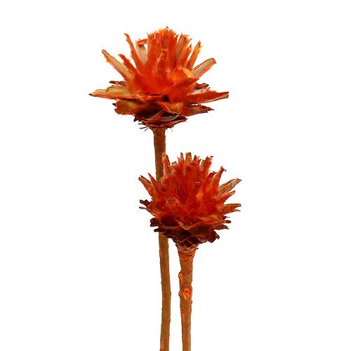Floristik24 Protées séchées Fleurs Plumosum Orange 3-6cm 25 pcs