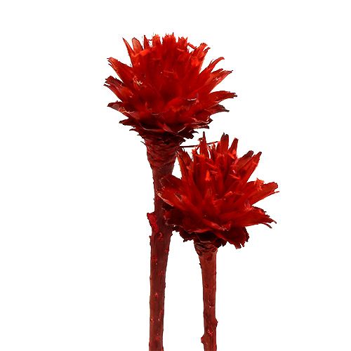 Protées séchées Plumosum Rouge 3cm - 6cm 25 pcs