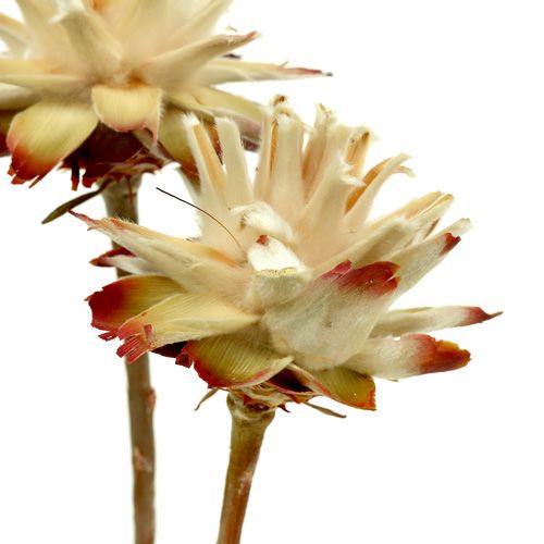 Floristik24 Leucospermum 1-3 Mix crème 100 têtes