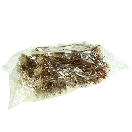 Article Leucospermum 1-3 Mix crème 100 têtes
