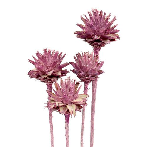 Fleurs de leucospermum Givrée couleur mûre 24-35cm 25pcs