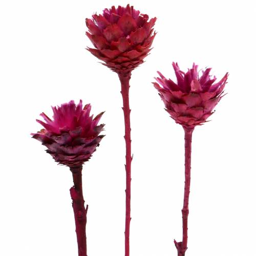 Floristik24 Plumosum Fleurs de protéa Fuchsia Ø4,5-5cm 25 pièces