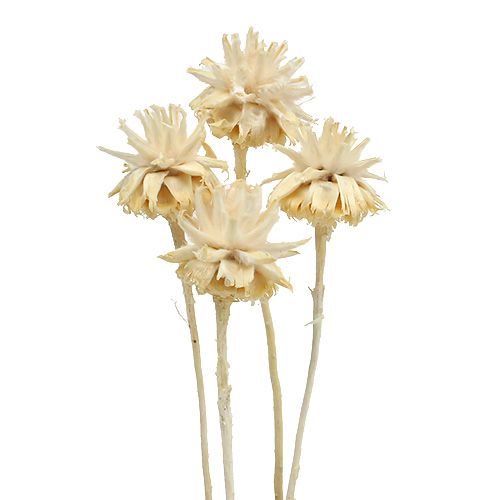 Plumosum 1 blanchi 25pcs
