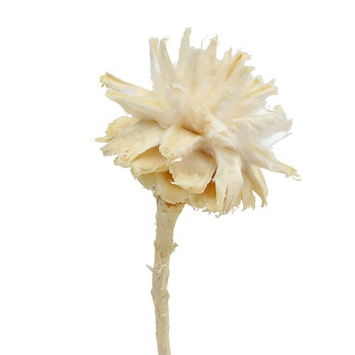 Plumosum 1 blanchi 25pcs