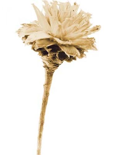 Floristik24 Plumosum 1 tête blanchie (151) 25 pcs