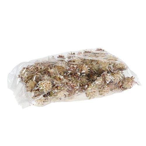 Article Plumosum à tige courte 3-6 1kg