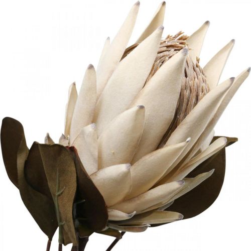 Protea Flétri Artificiellement Drylook Beige Marron Vert 72cm