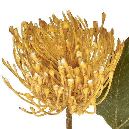 Article Protea artificiel Leucospermum coussin à épingles jaune 30 cm 6 pièces