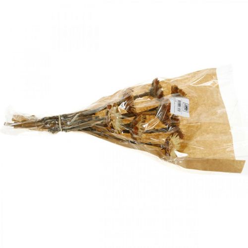 Floristik24 Protea Compacta Rosette Fleur Séchée Naturelle Érablière 8 pcs