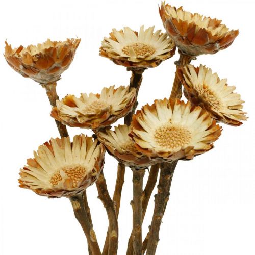 Floristik24 Protea Compacta Rosette Fleur Séchée Naturelle Érablière 8 pcs