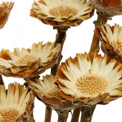 Floristik24 Protea Compacta Rosette Fleur Séchée Naturelle Érablière 8 pcs