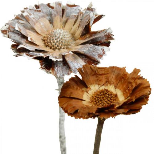 Mélange exotique Protea Rosette naturel, fleur séchée blanchie à la chaux 9pcs