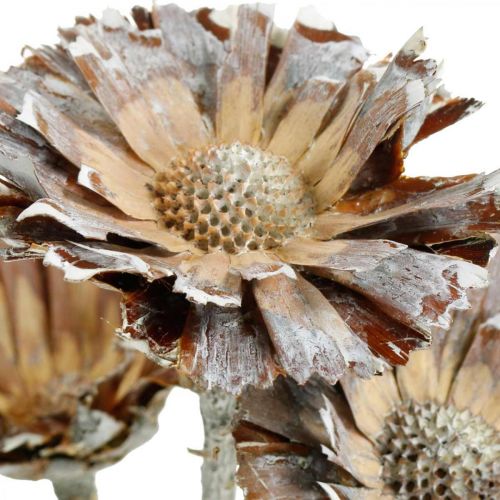 Article Mélange exotique Protea Rosette naturel, fleur séchée blanchie à la chaux 9pcs