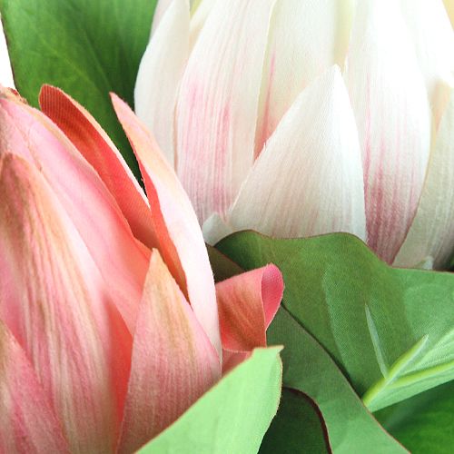 Floristik24 Protea rose 50 cm 2 p.