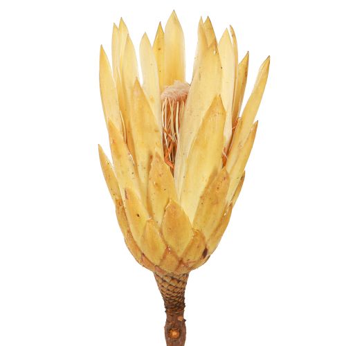 Article Protéa repens séchée 1er choix Crème 10cm - 12cm 25 pcs