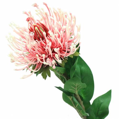 Article Protea Artificielle Rose 73cm