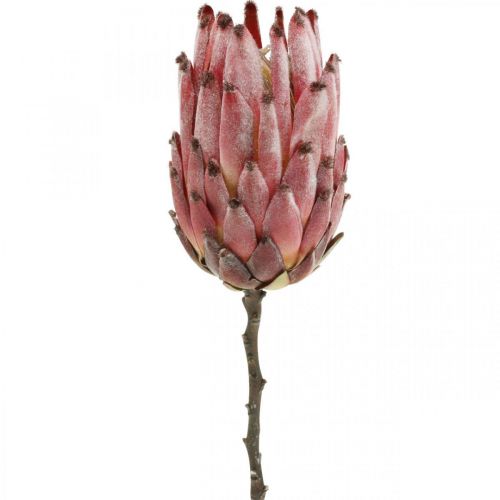 Floristik24.fr Artificielle Protea Red Fleur artificielle exotique H55cm -  acheter pas cher en ligne