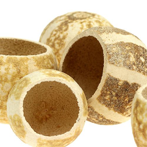 Floristik24 Gobelet de citrouille blanchi 20 pcs