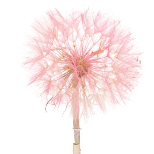 Floristik24 Branche décorative de fleurs, motif pissenlit, pour une décoration intérieure élégante, 50 cm, lot de 4