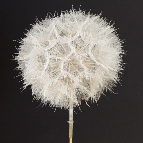 Floristik24 Pissenlit décoratif blanc – fleurs séchées délicates pour des compositions élégantes Ø11cm 6 pcs