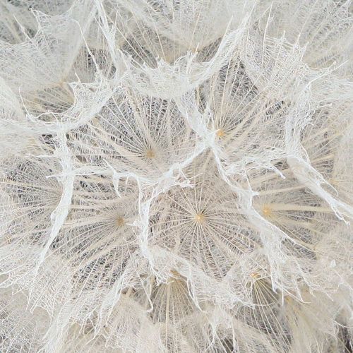 Floristik24 Pissenlit décoratif blanc – fleurs séchées délicates pour des compositions élégantes Ø11cm 6 pcs