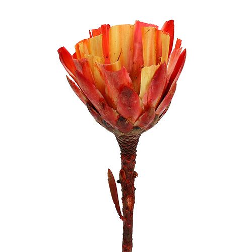 Floristik24 Repens Tasse Rouge 25 pcs