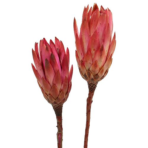 Floristik24 Protéa repens Décorations exotiques Fuchsia 24-35cm 25pcs