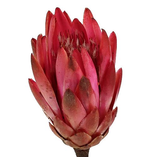 Article Protéa repens Décorations exotiques Fuchsia 24-35cm 25pcs