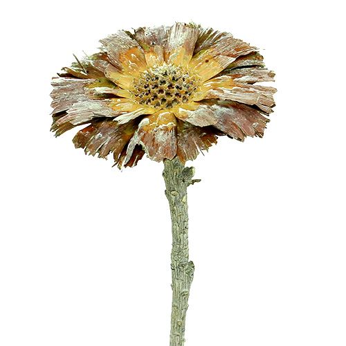 Floristik24 Repens rosace Déco séchée givrée vert 8cm - 9cm 25 pcs