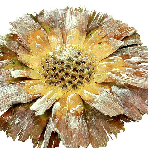 Article Repens rosace Déco séchée givrée vert 8cm - 9cm 25 pcs