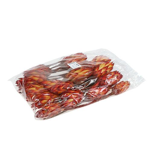 Floristik24 Protéa repens séchée 2 variétés de rouge 10 cm 25 pcs