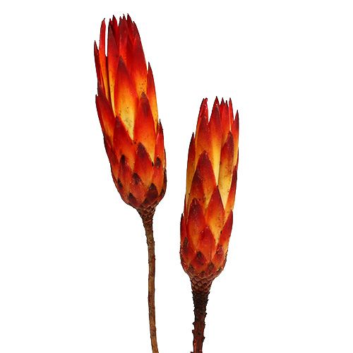 Floristik24 Repens Rouge petit 50 pcs