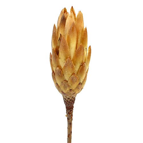 Repens crème 25pcs
