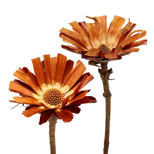 Floristik24 Repens Rosace Super 10 - 12cm 20 pcs