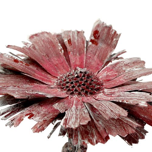 Protea rosette bruyère givrée Ø8-9cm 25p